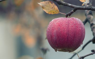apple-1122537_1920