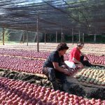 LAVORO, CONFAGRICOLTURA: ORA NECESSARIO SOSTENERE COMPETIVITA’ DELLE IMPRESE. APPREZZAMENTO PER AIUTO AI CONSUMI